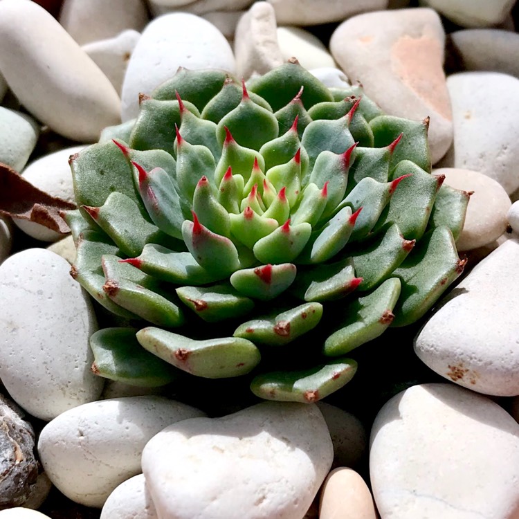 plant image 1045437