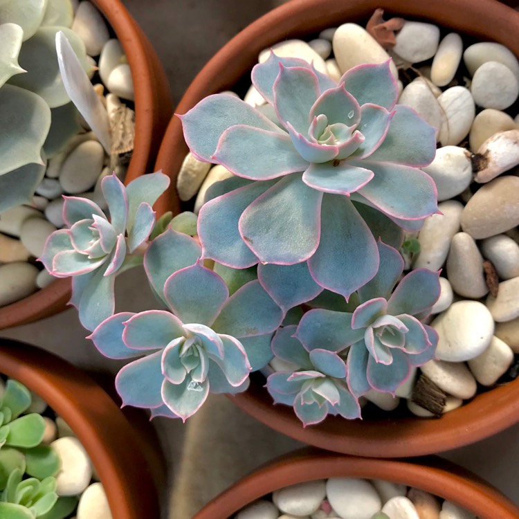 plant image 1045442