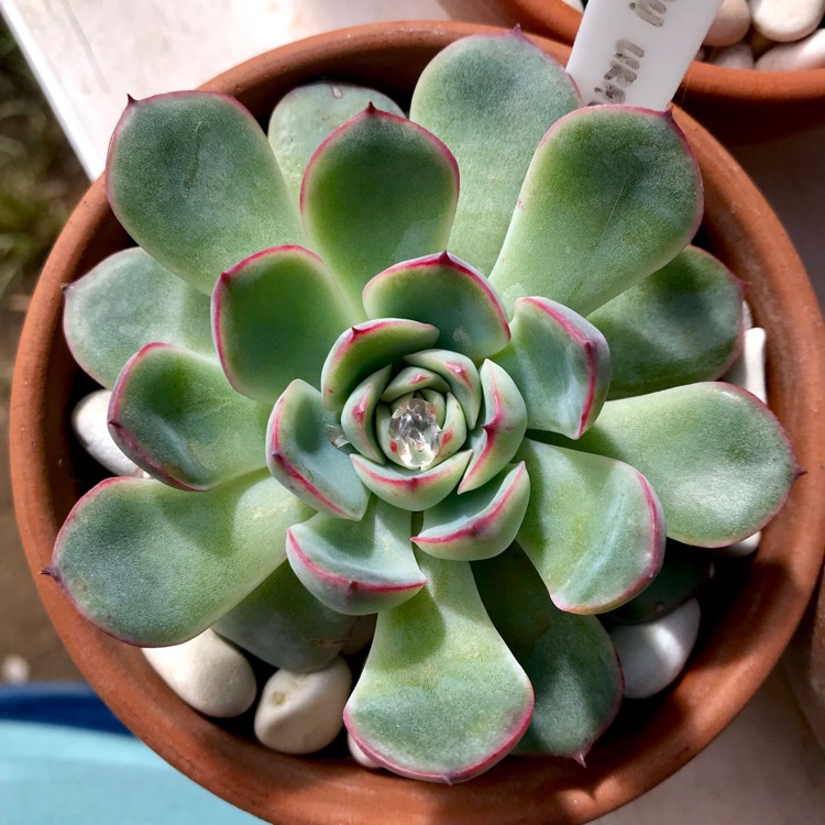 plant image 1045450