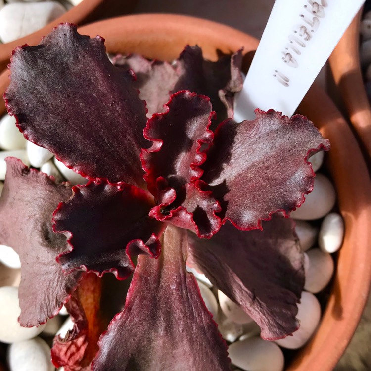 plant image 1045452