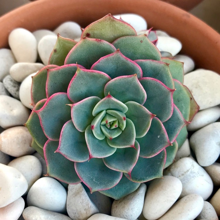 Plant image Echeveria Hepburn 