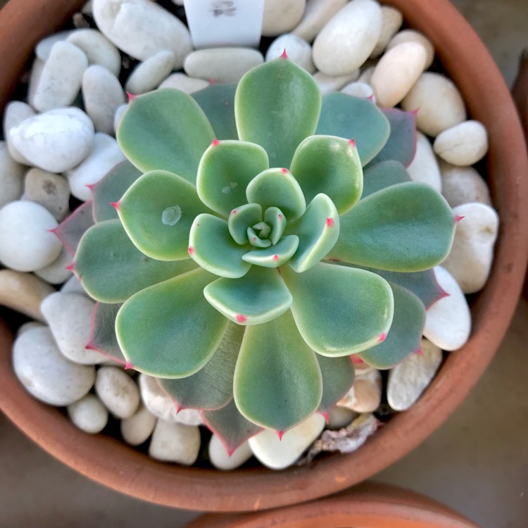 plant image 1047859 plant image 1047859