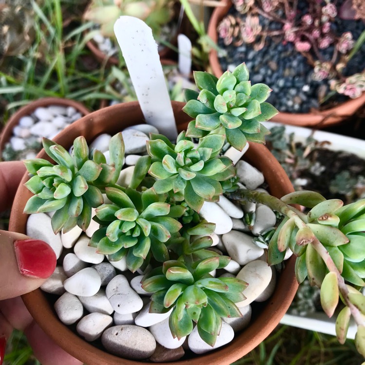 plant image 1052407