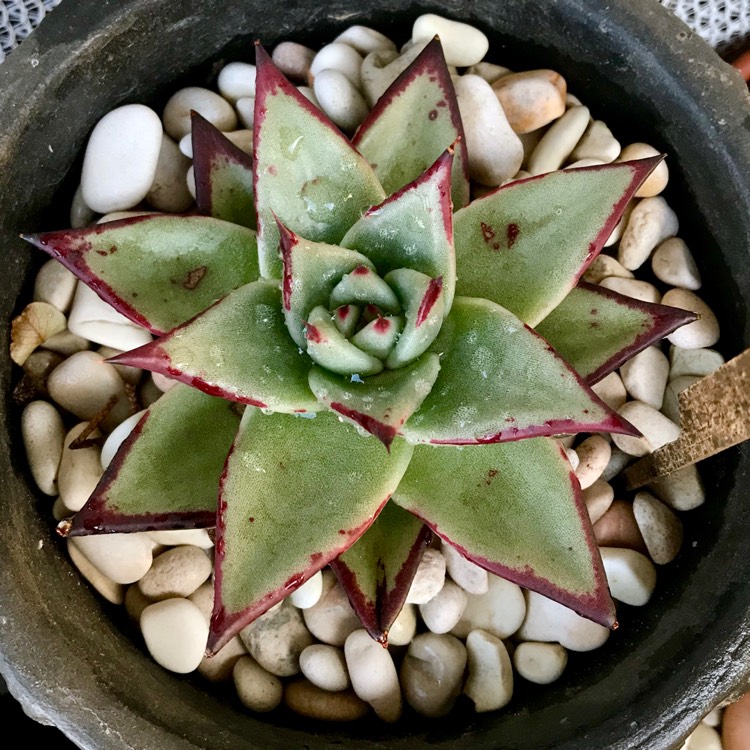 plant image 1052438