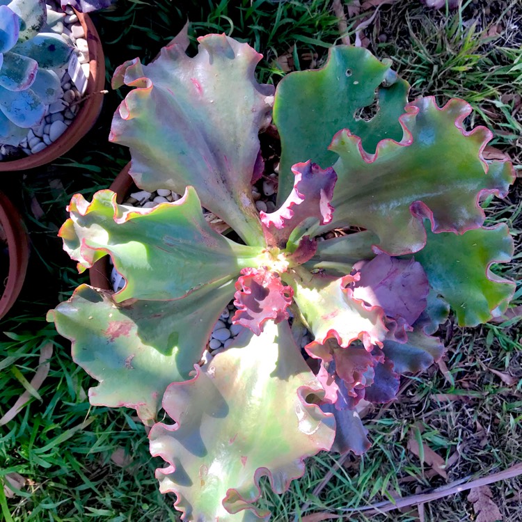 Plant image Echeveria Double Delight