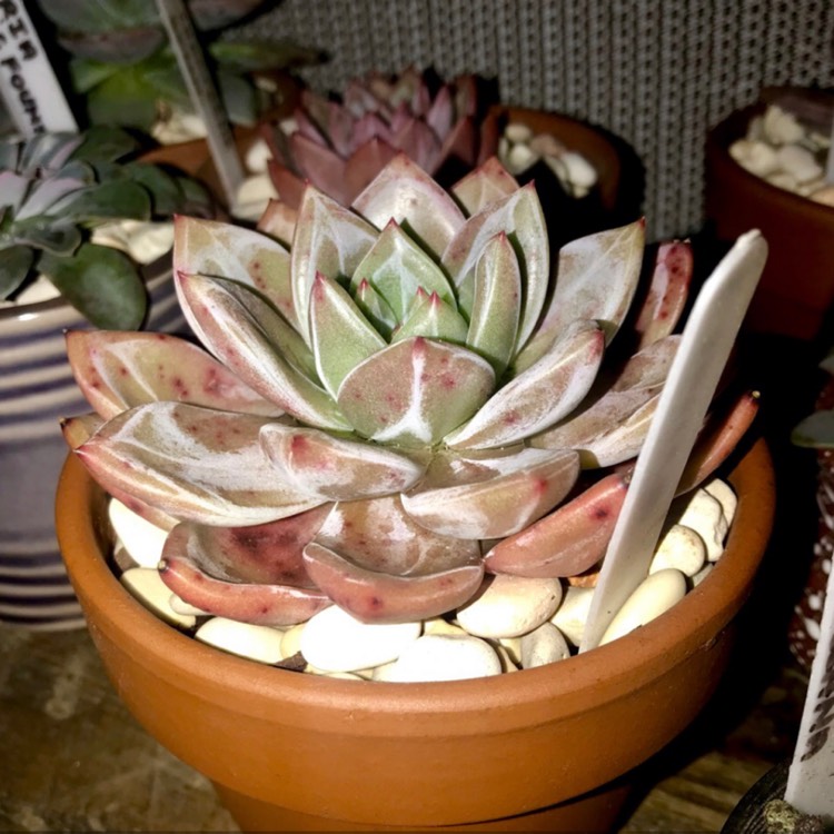 plant image 1053665 plant image 1053665