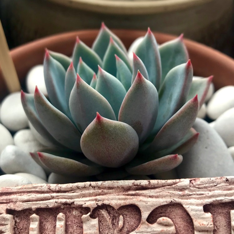 plant image 1053746