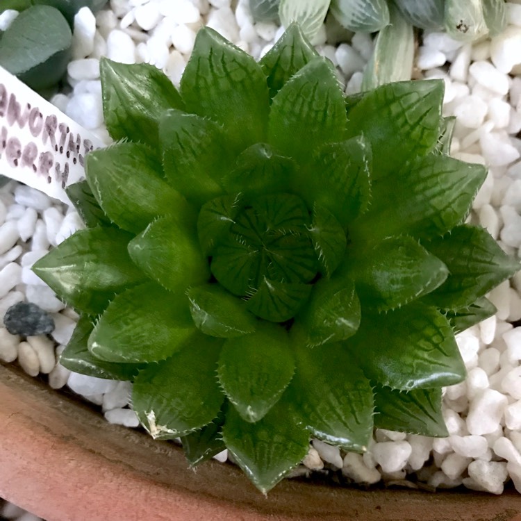 plant image 1053855 plant image 1053855