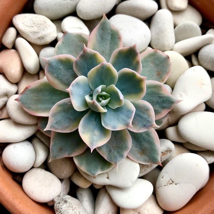 plant image 1054964 plant image 1054964
