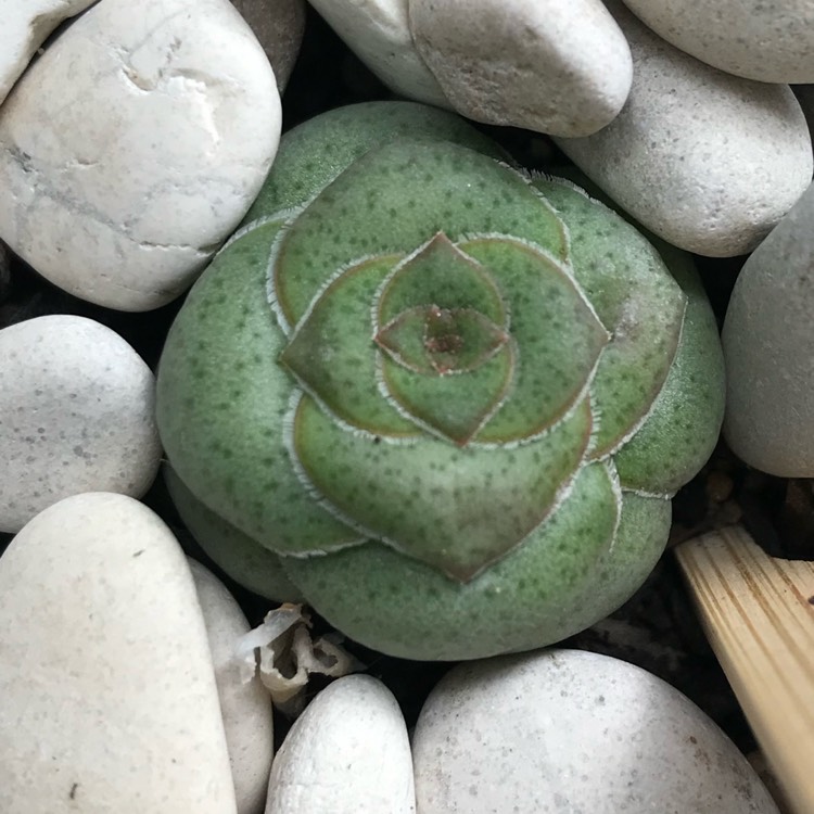 plant image 1054968