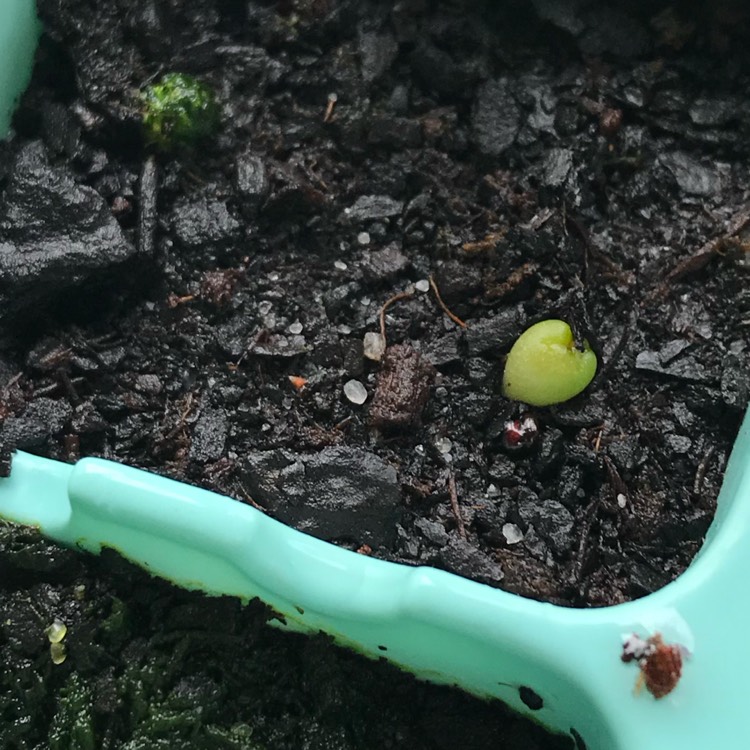 plant image 1055322