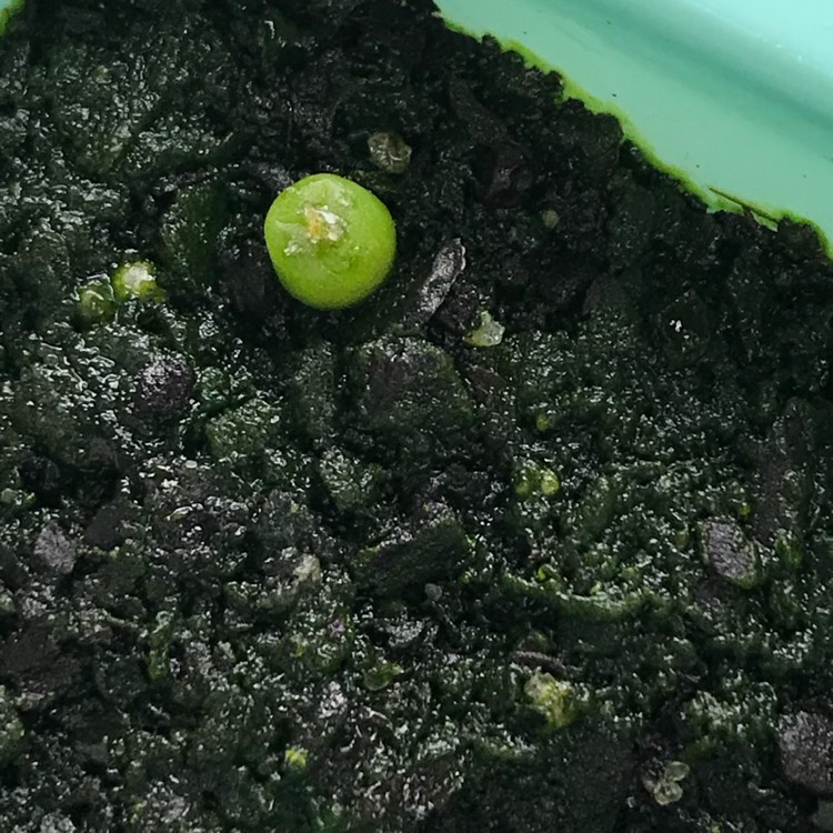 plant image 1055325