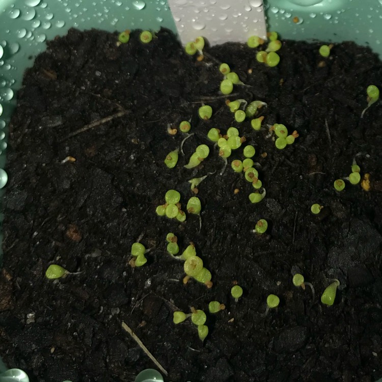 plant image 1056273