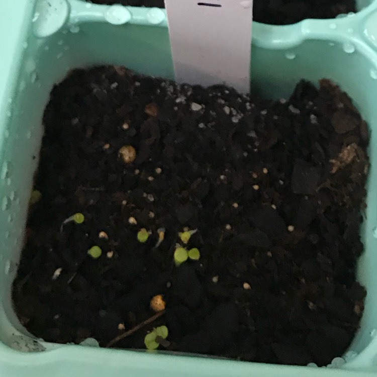 plant image 1056284