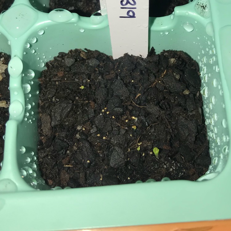 plant image 1056293