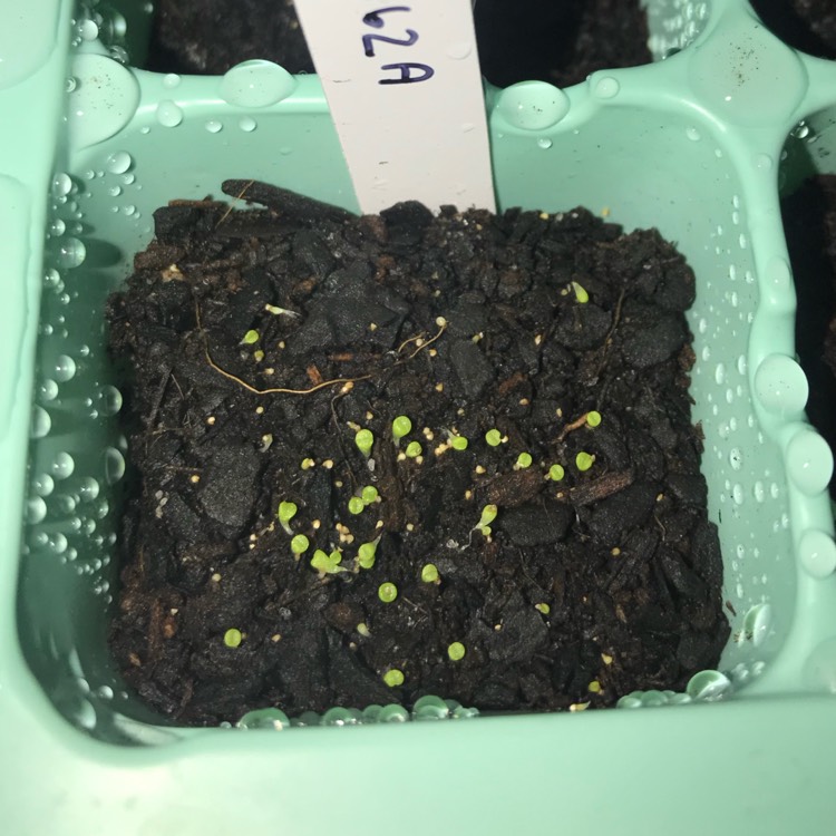 plant image 1056419