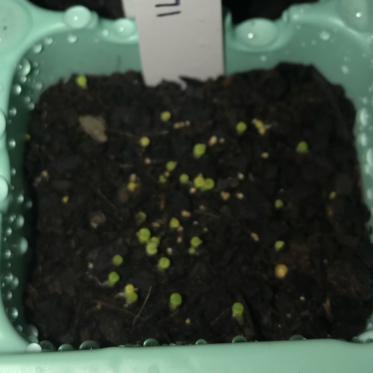 plant image 1056424