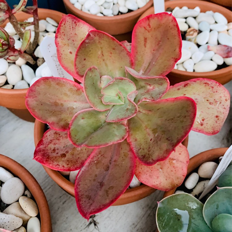 plant image 1056702