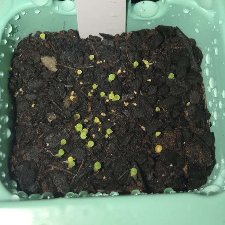 plant image 1056707