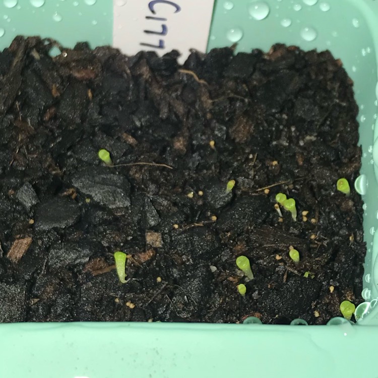 plant image 1056724