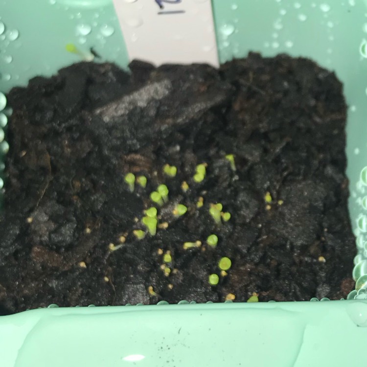 plant image 1056734