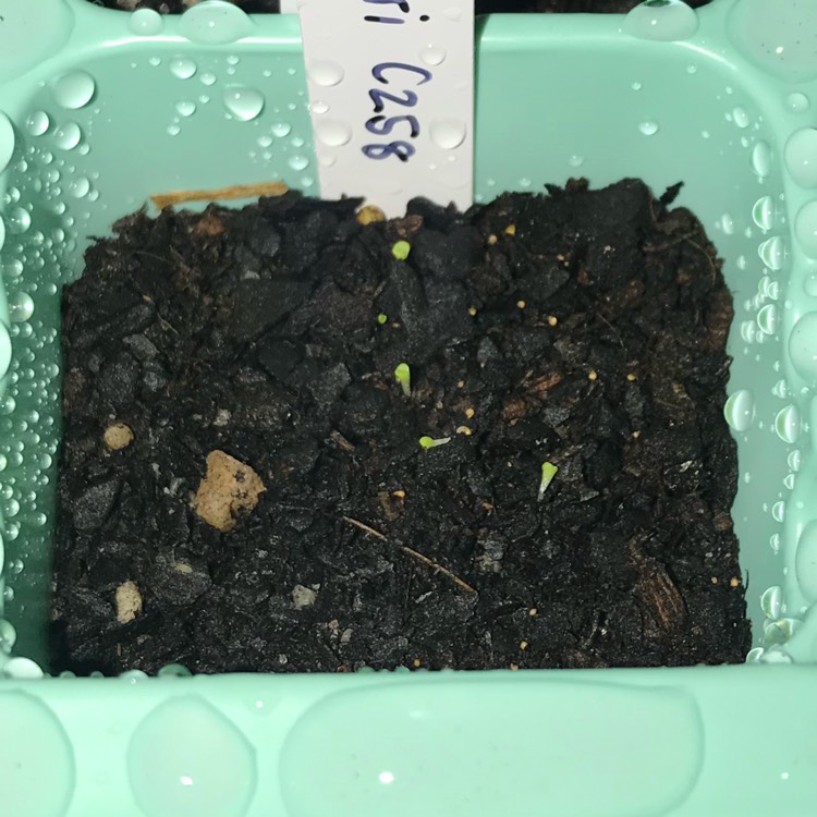 plant image 1056735