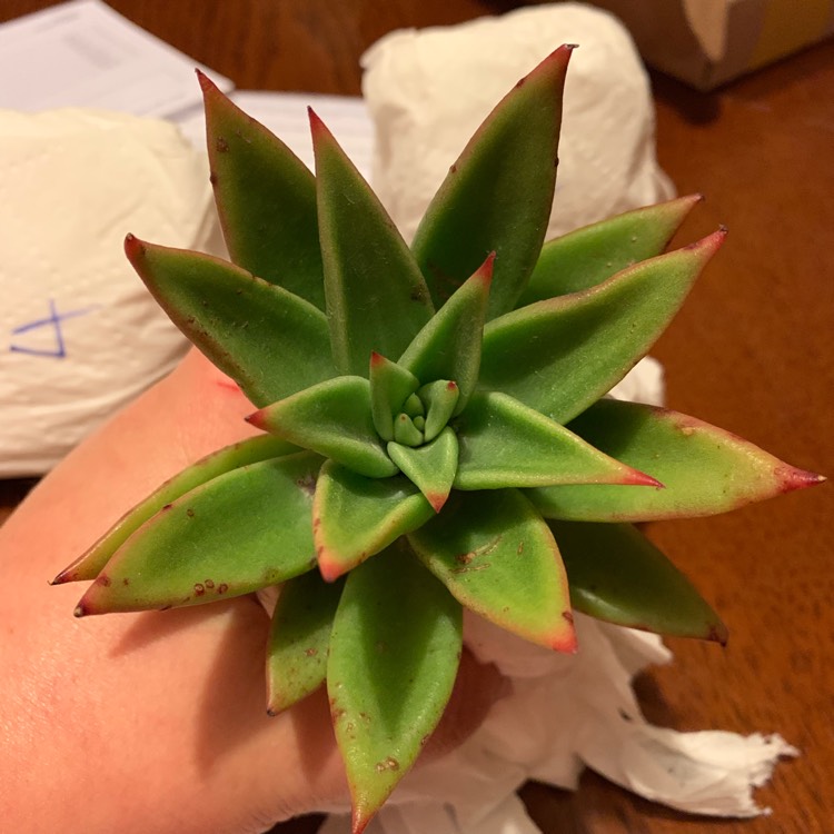 Plant image Echeveria Martin