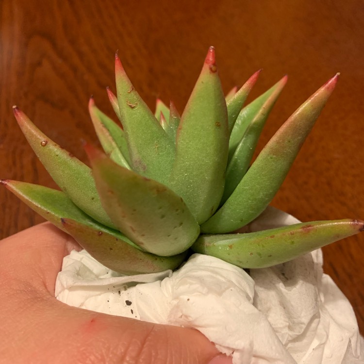 Plant image Echeveria Martin