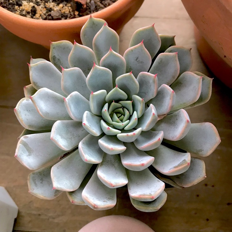 plant image 1061157 plant image 1061157