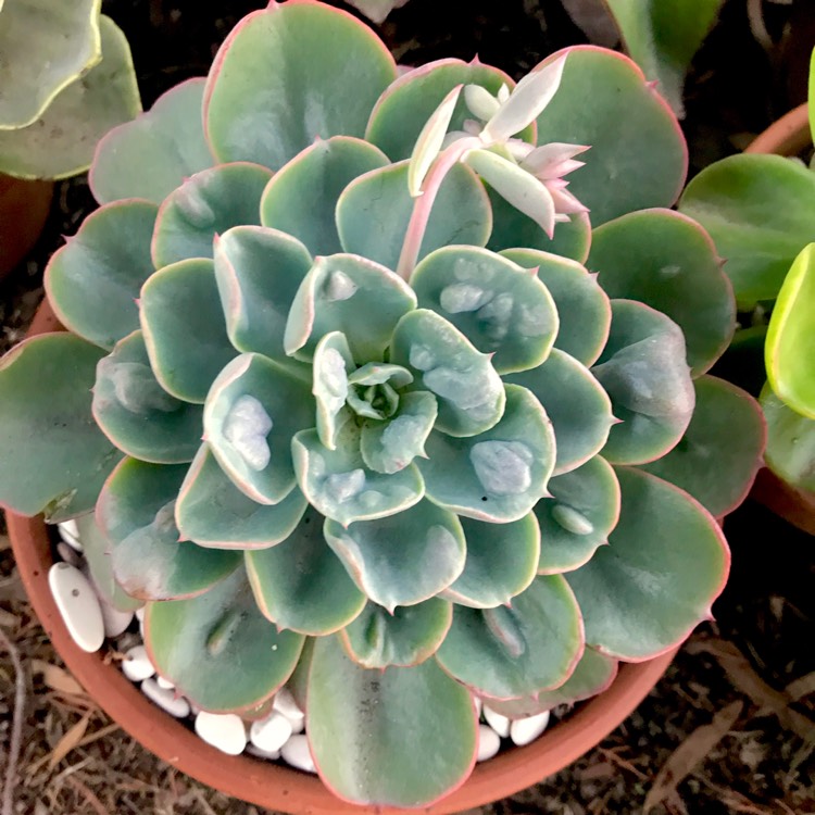 plant image 1061184 plant image 1061184