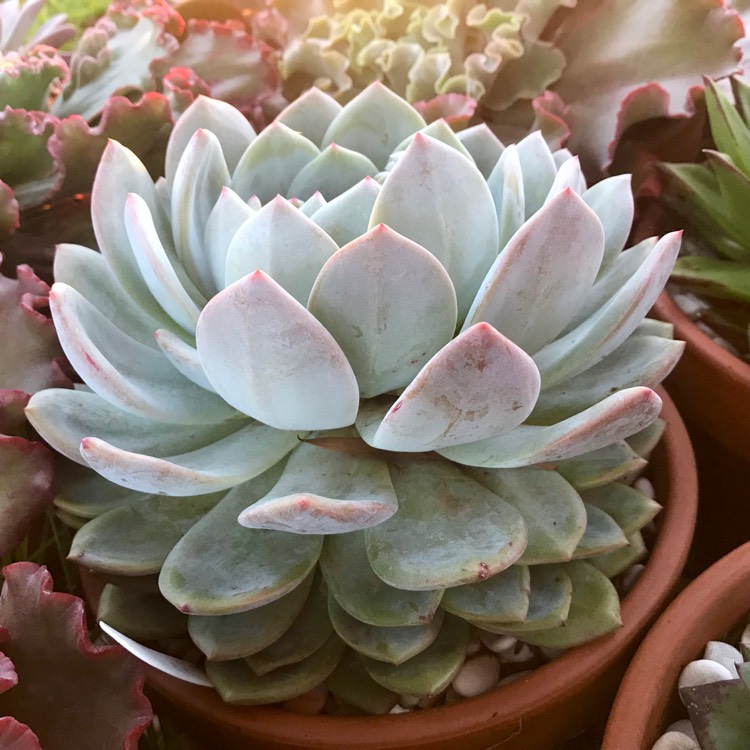 plant image 1061191 plant image 1061191