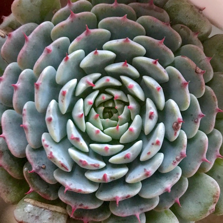 plant image 1062949