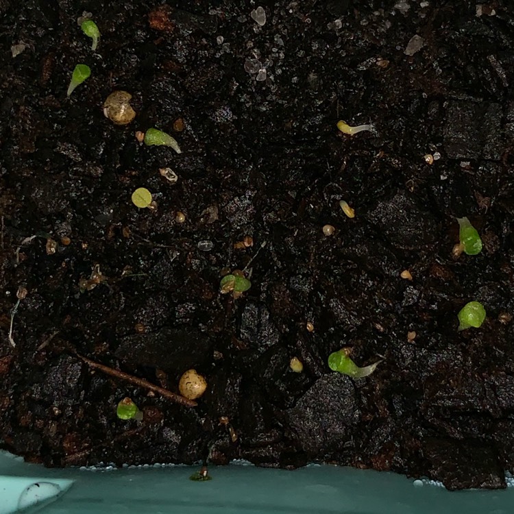 plant image 1068618