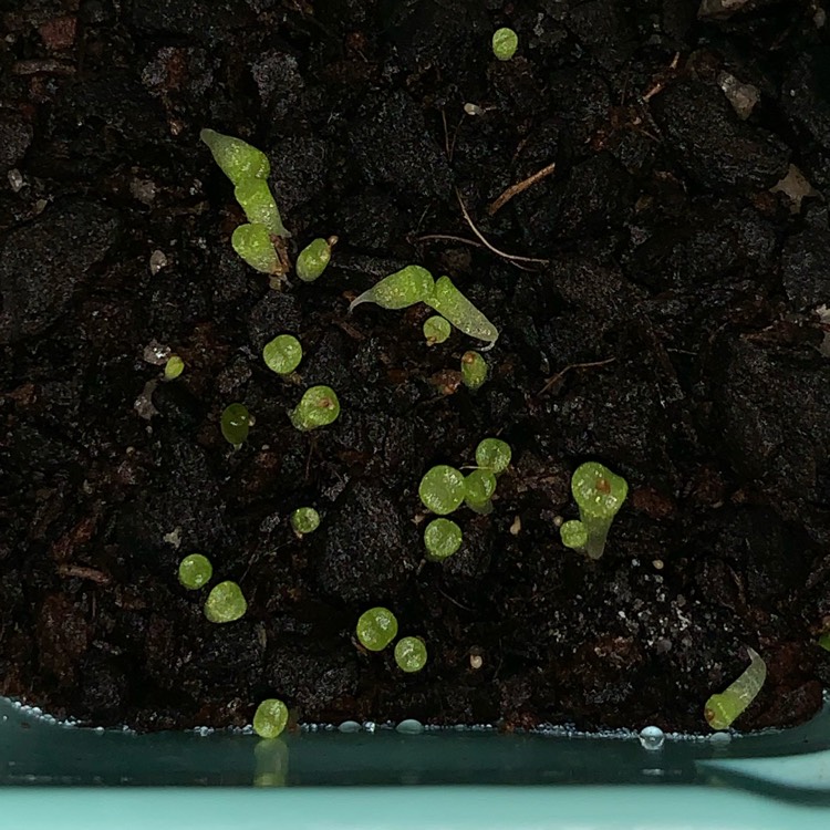 plant image 1068623