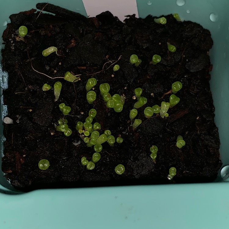 plant image 1068624