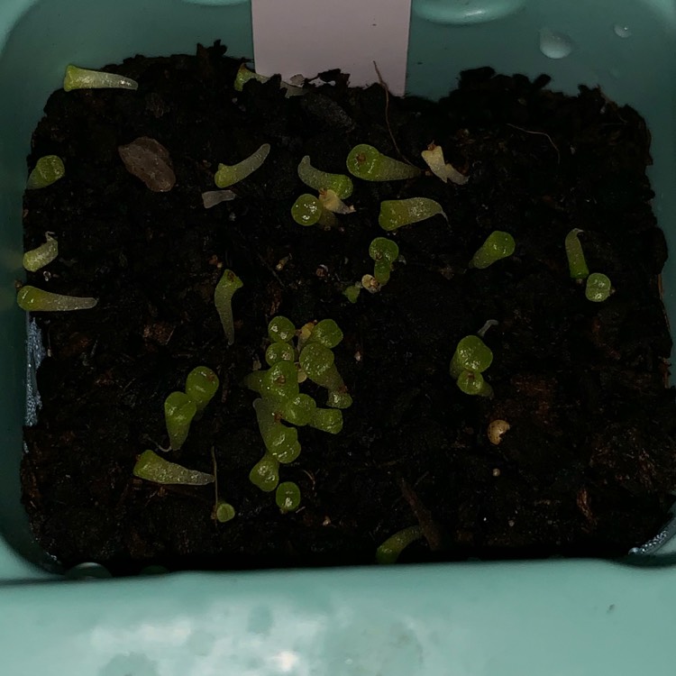 plant image 1068629