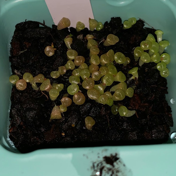plant image 1068636 plant image 1068636