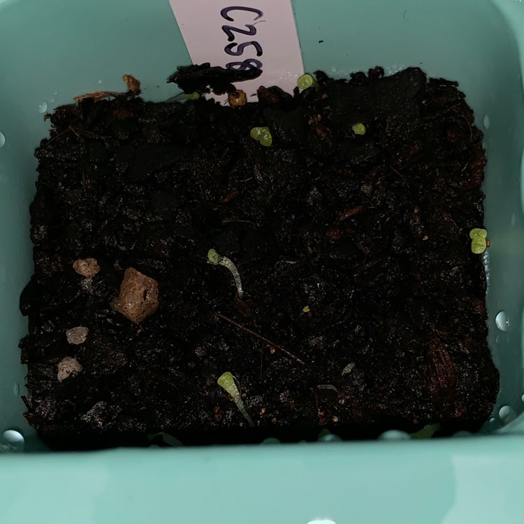 plant image 1068648