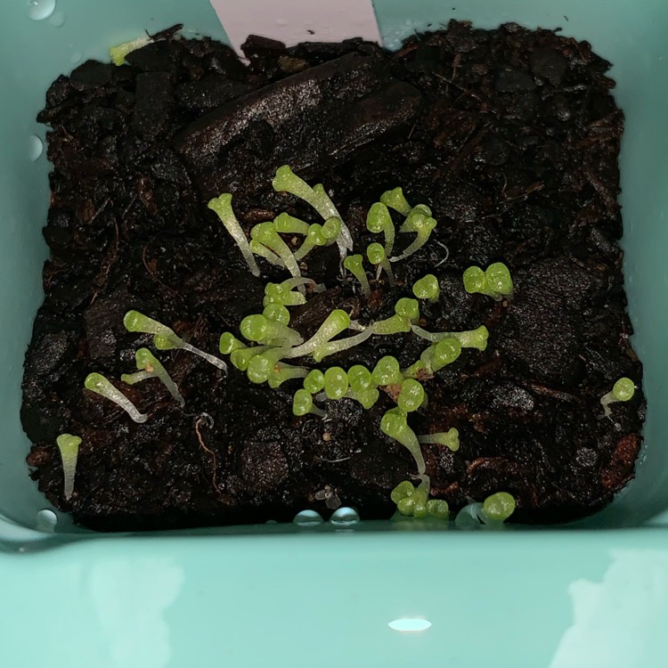 plant image 1068653