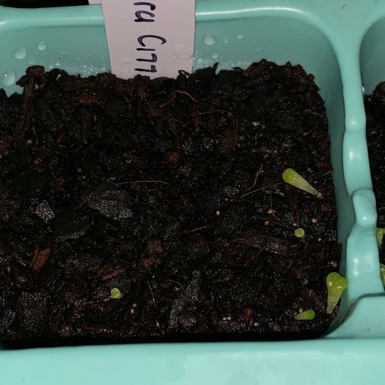 plant image 1068664