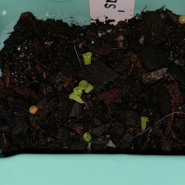plant image 1069800 plant image 1069800