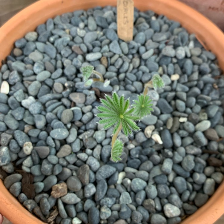 plant image 1069827 plant image 1069827