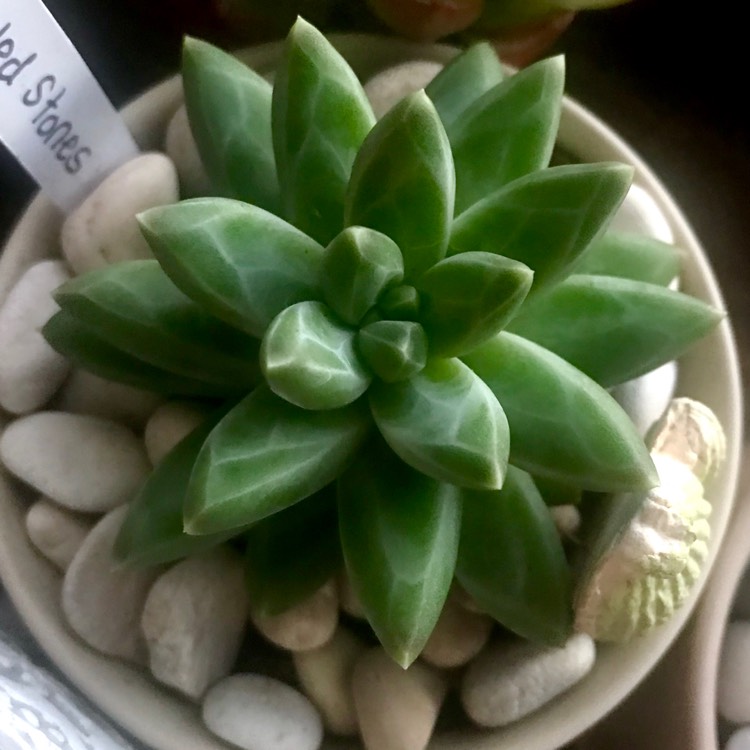 Plant image Pachyphytum Chiseled Stones