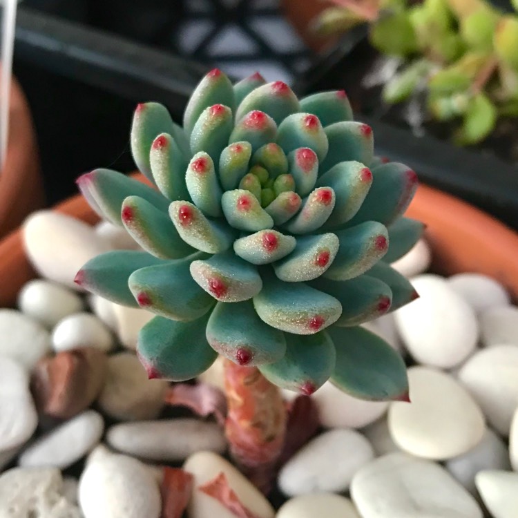 plant image 1069835