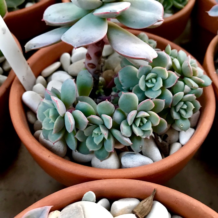 plant image 1070599 plant image 1070599