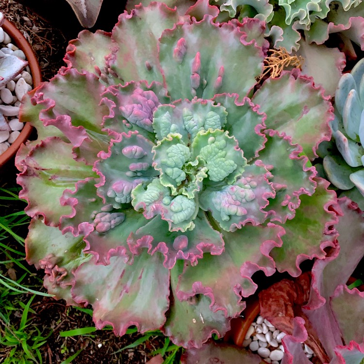 plant image 1070758 plant image 1070758