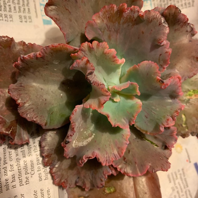 plant image 1070807