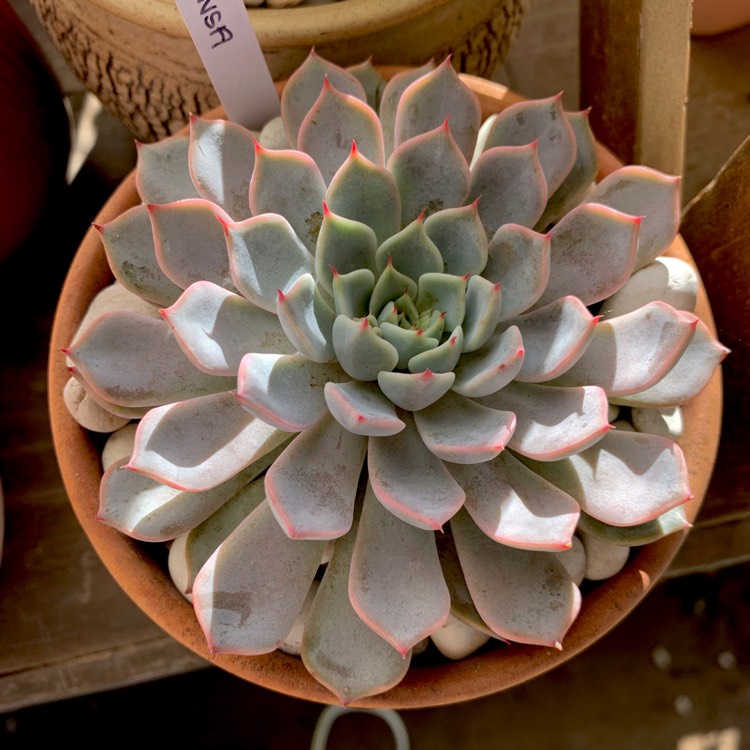 plant image 1072033 plant image 1072033