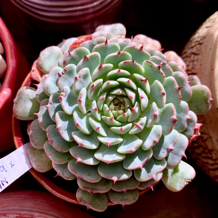 plant image 1072040