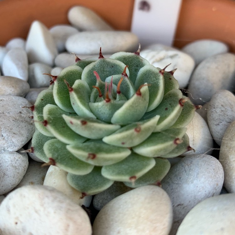 plant image 1072042